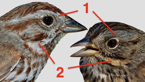 Head shot comparison of Song and Lincoln's Sparrows ©FlockingAround.com For more, visit https://www.flockingaround.com/post/song-sparrow-or-lincoln-s-sparrow
